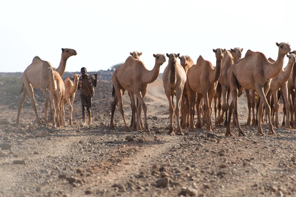 camels 2 - USA Mobilizing Office